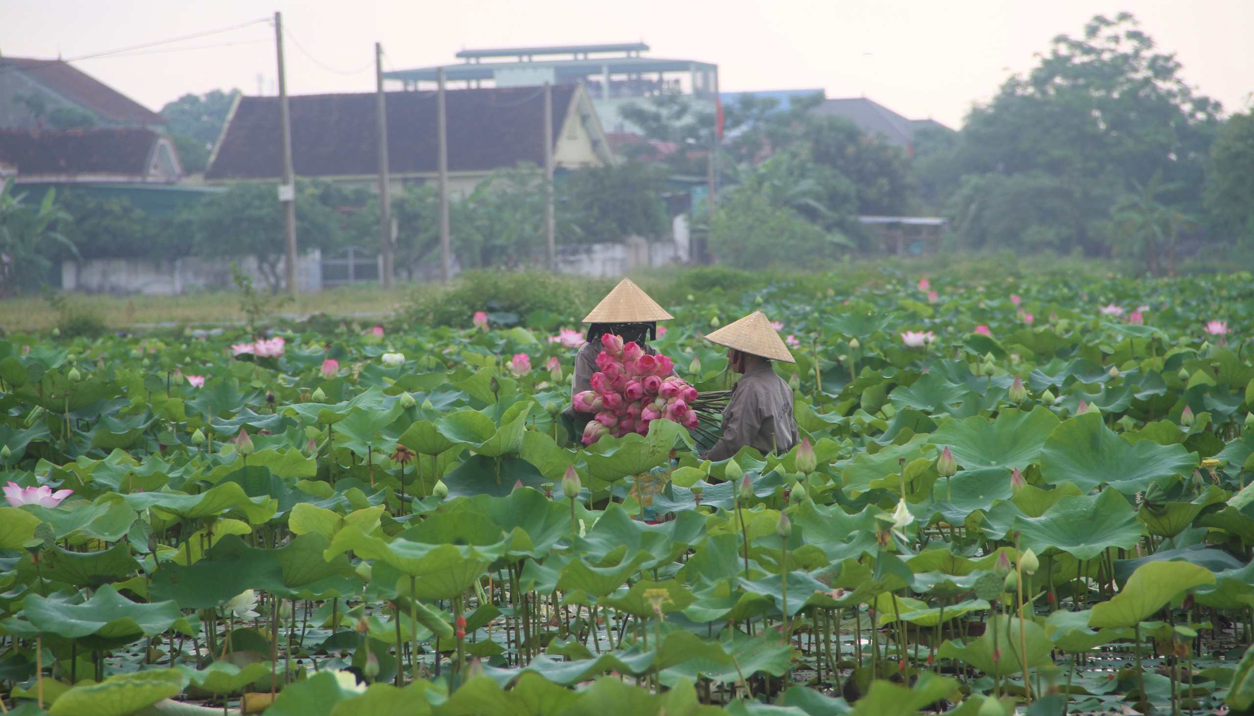 Cánh đồng Kim Liên ở Nghệ An trồng loại cây gì mà mùa này thơm ngát, ai đi qua cũng trầm trồ?- Ảnh 3.