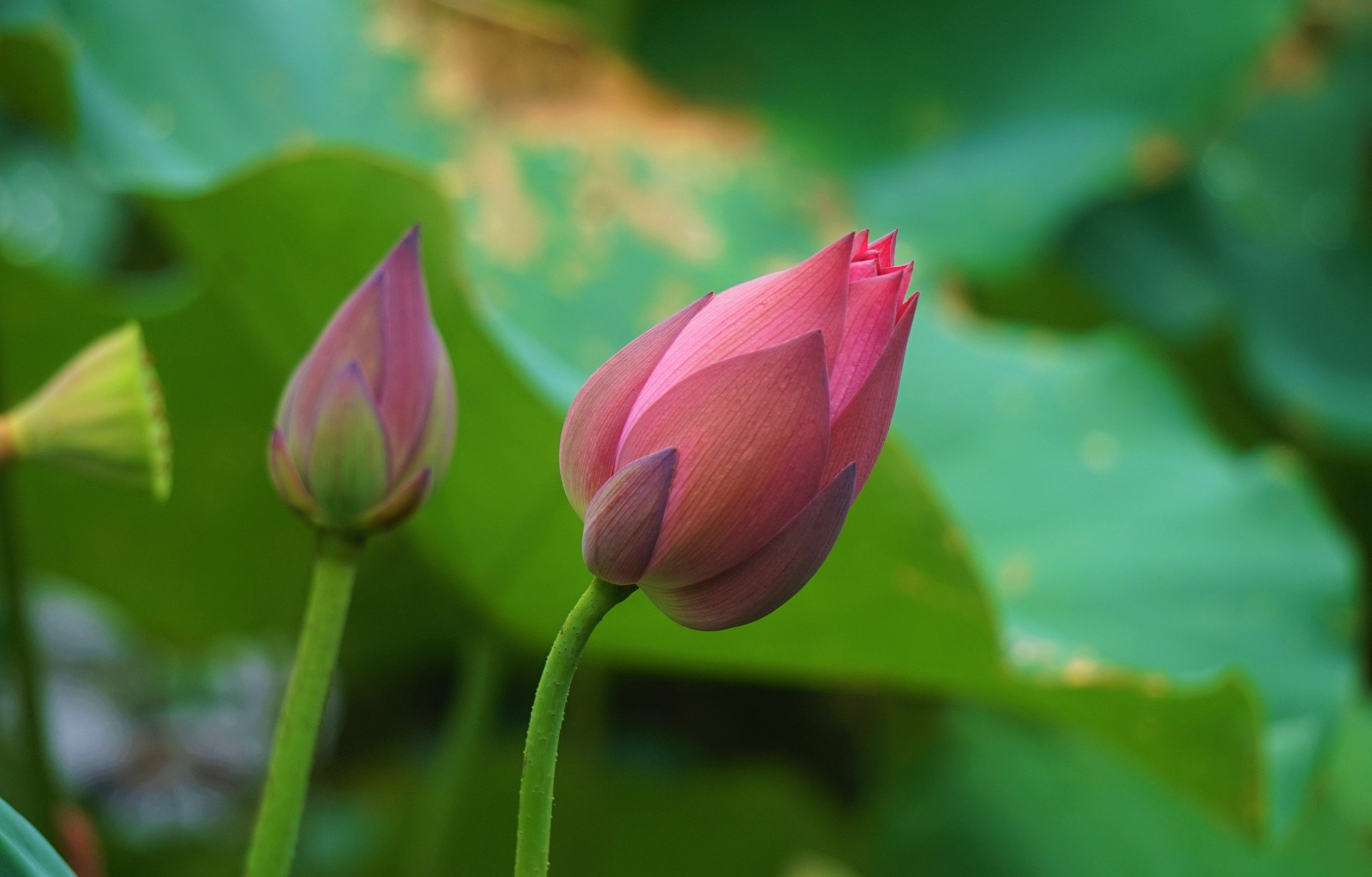 Cánh đồng Kim Liên ở Nghệ An trồng loại cây gì mà mùa này thơm ngát, ai đi qua cũng trầm trồ?- Ảnh 4.