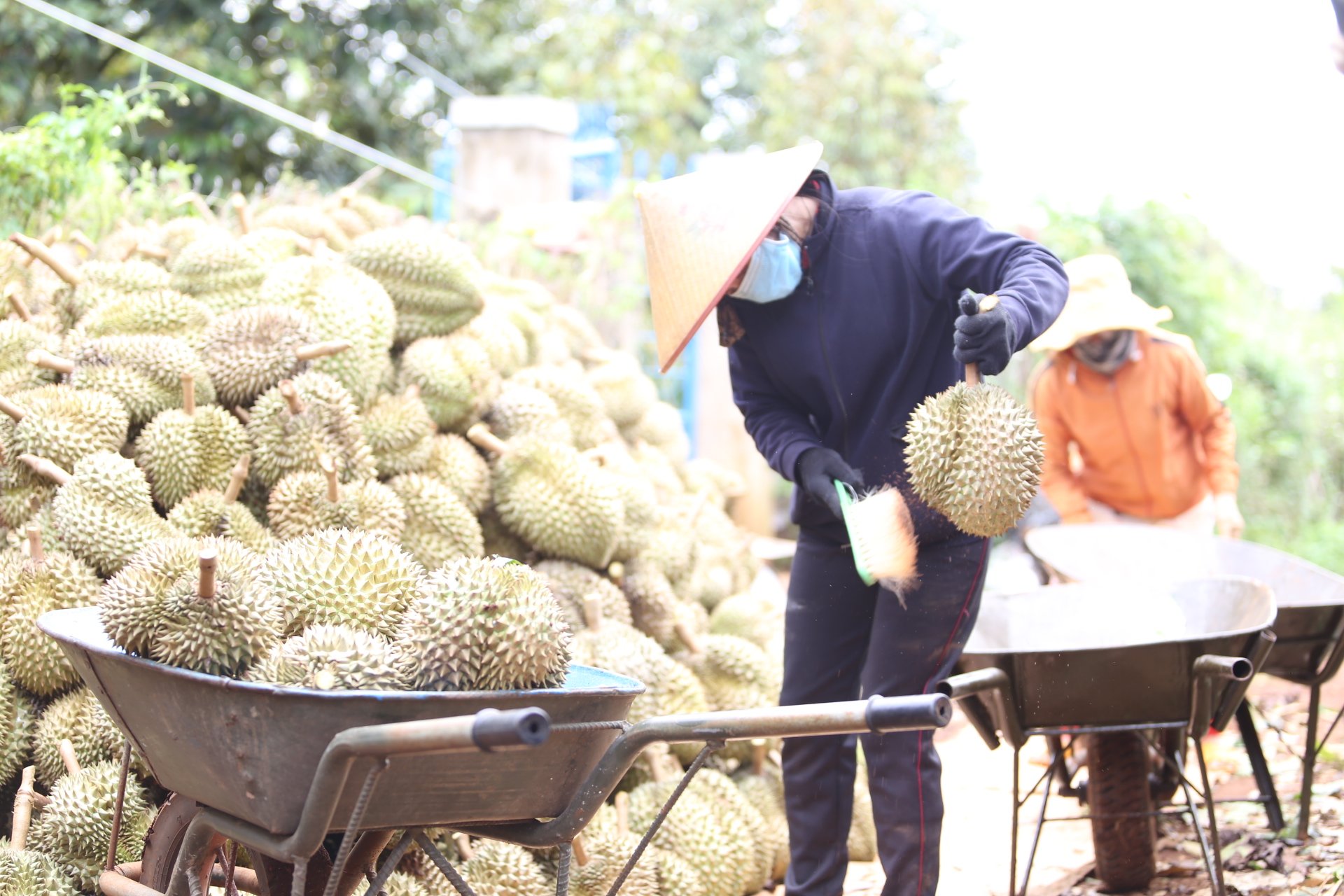 Cục trưởng Cục Bảo vệ thực vật thông tin về kết quả xác minh lô hàng sầu riêng phía Trung Quốc cảnh báo- Ảnh 1.