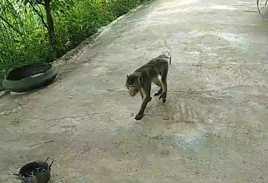 Nghệ An: Đàn chó nhà đã xông vào cắn chết một con động vật hoang dã hung hãn- Ảnh 1.