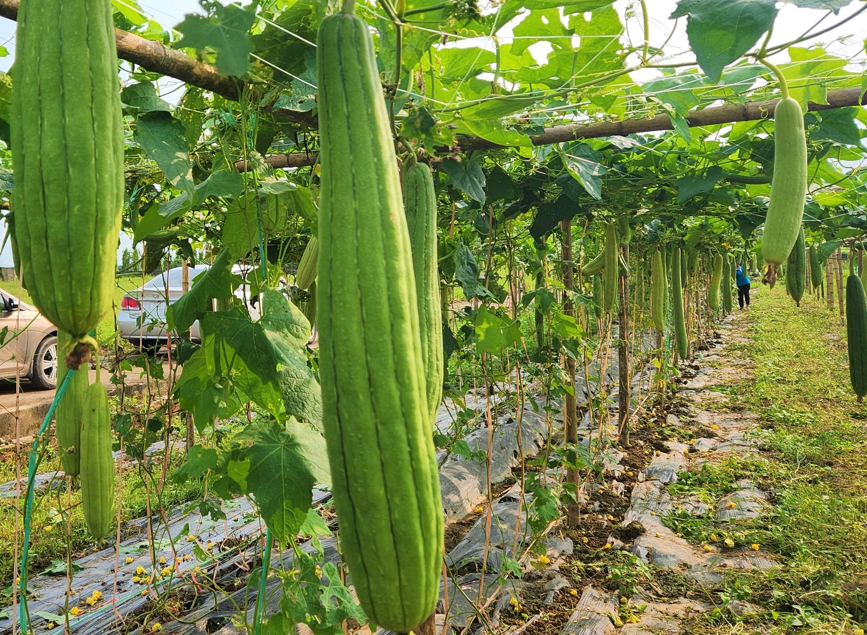 Loại quả ăn ngon, mát, bổ dưỡng, ở Nghệ An lại để già khô bán thứ này, ai ngờ tiền thu đều tay- Ảnh 2.