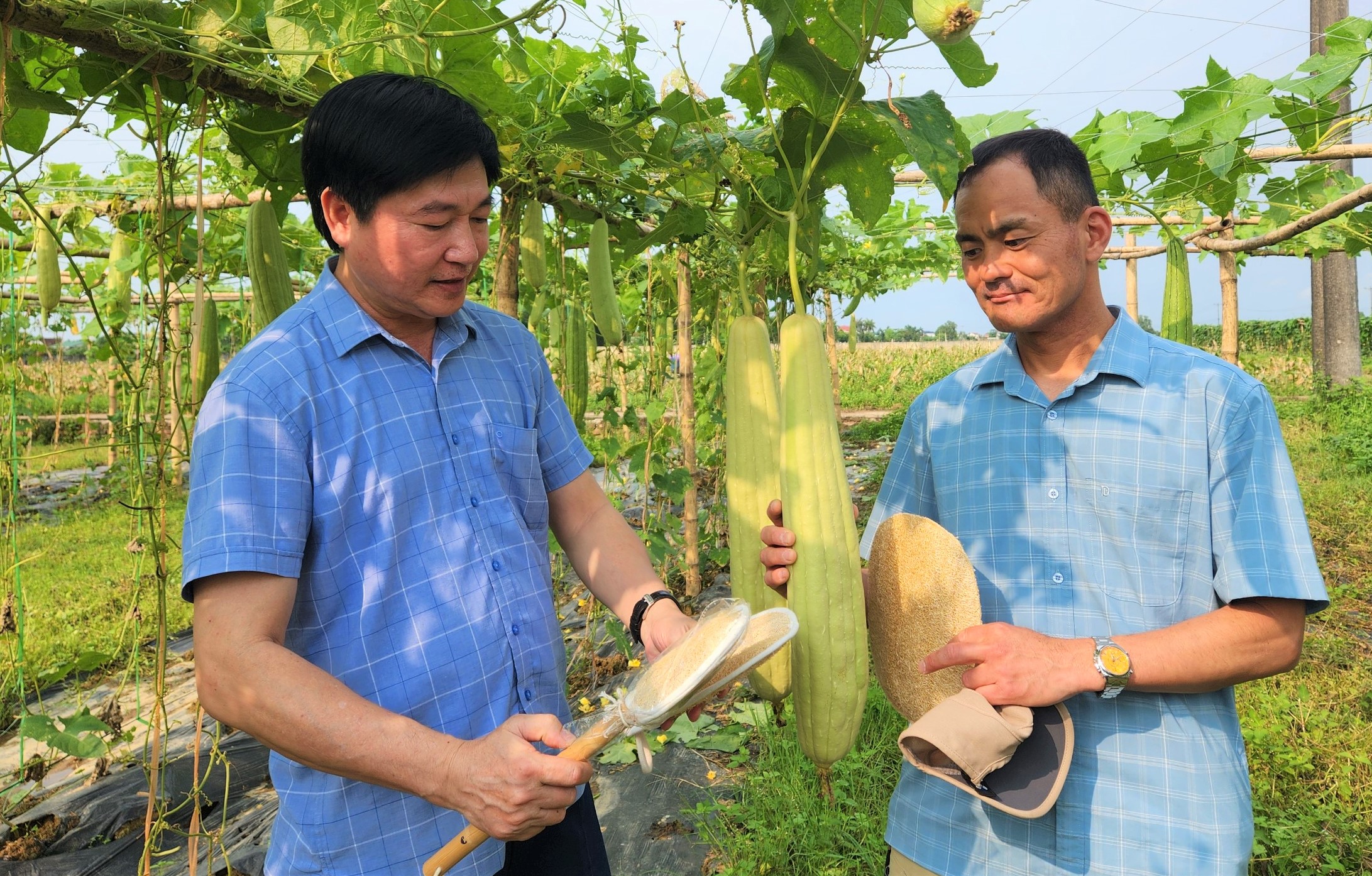 Loại quả ăn ngon, mát, bổ dưỡng, ở Nghệ An lại để già khô bán thứ này, ai ngờ tiền thu đều tay- Ảnh 1.