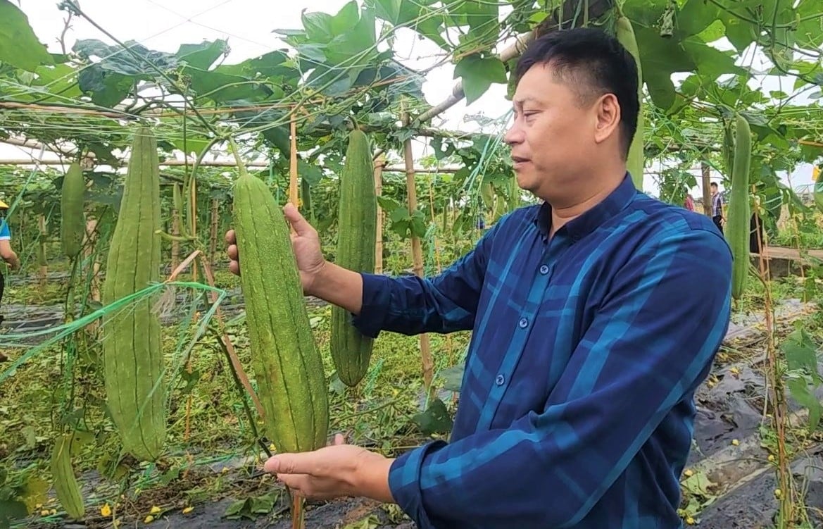 Loại quả ăn ngon, mát, bổ dưỡng, ở Nghệ An lại để già khô bán thứ này, ai ngờ tiền thu đều tay- Ảnh 4.