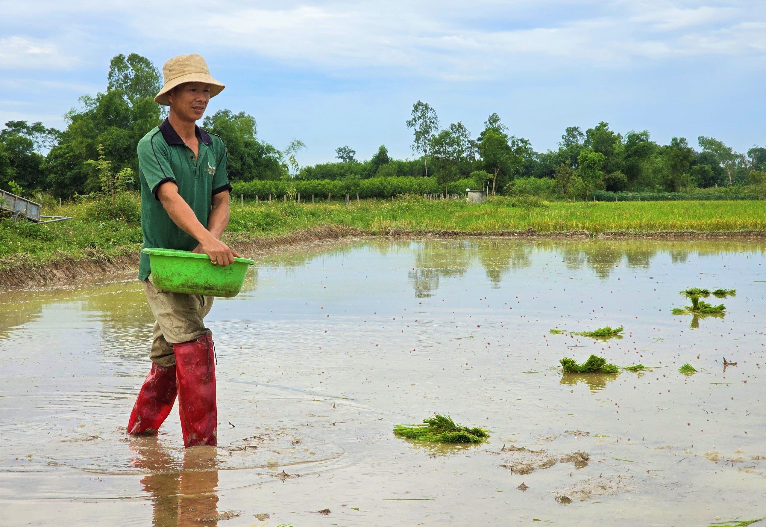 Thợ cấy lúa ở Nghệ An đắt khách, có nơi trả công gần nửa triệu một ngày vẫn khó thuê- Ảnh 6.
