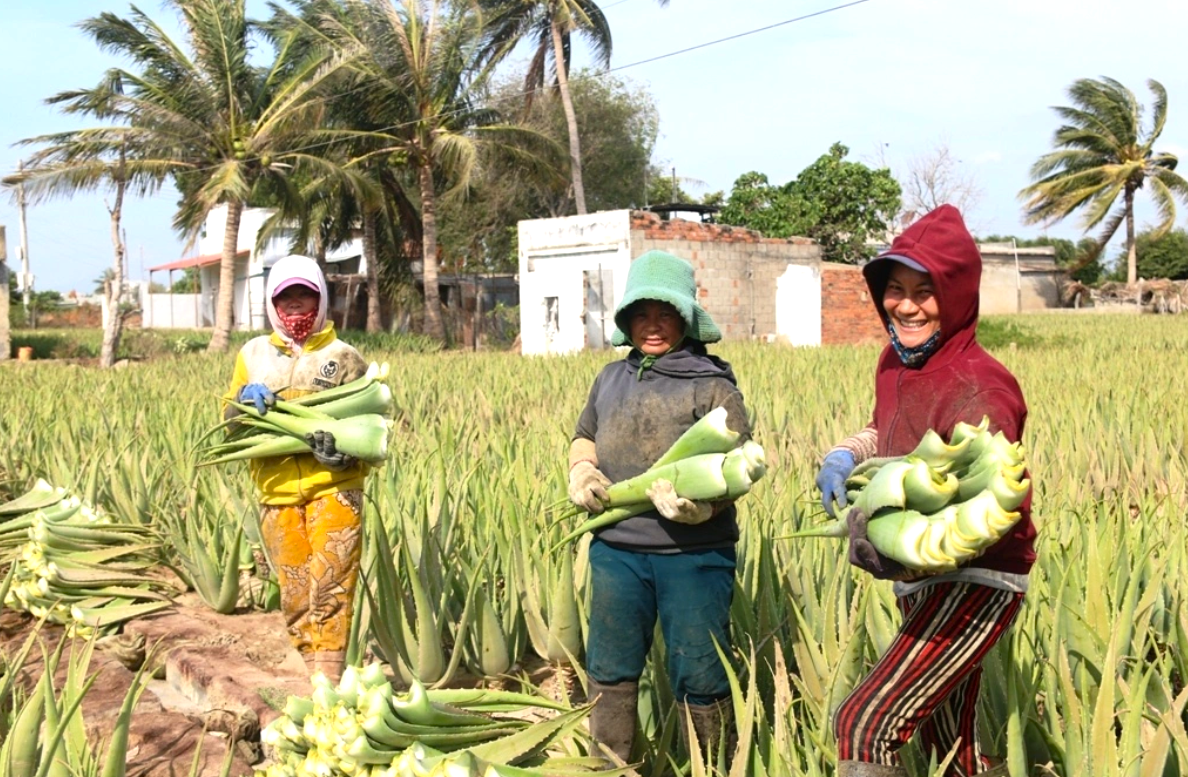 Một tỉnh có số giờ nắng, tốc độ gió cao nhất Việt Nam mời gọi doanh nghiệp Hà Lan đầu tư vào nông nghiệp- Ảnh 3.