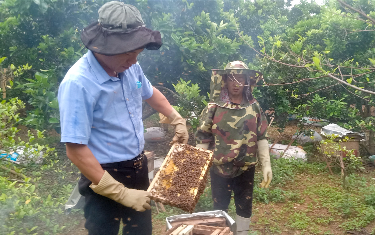 Nông dân Lào Cai xây dựng thành công sản phẩm mật ong núi đá, nhà nào cũng có của ăn của để- Ảnh 1. Nông dân Lào Cai xây dựng thành công sản phẩm mật ong núi đá, nhà nào cũng có của ăn của để- Ảnh 1.