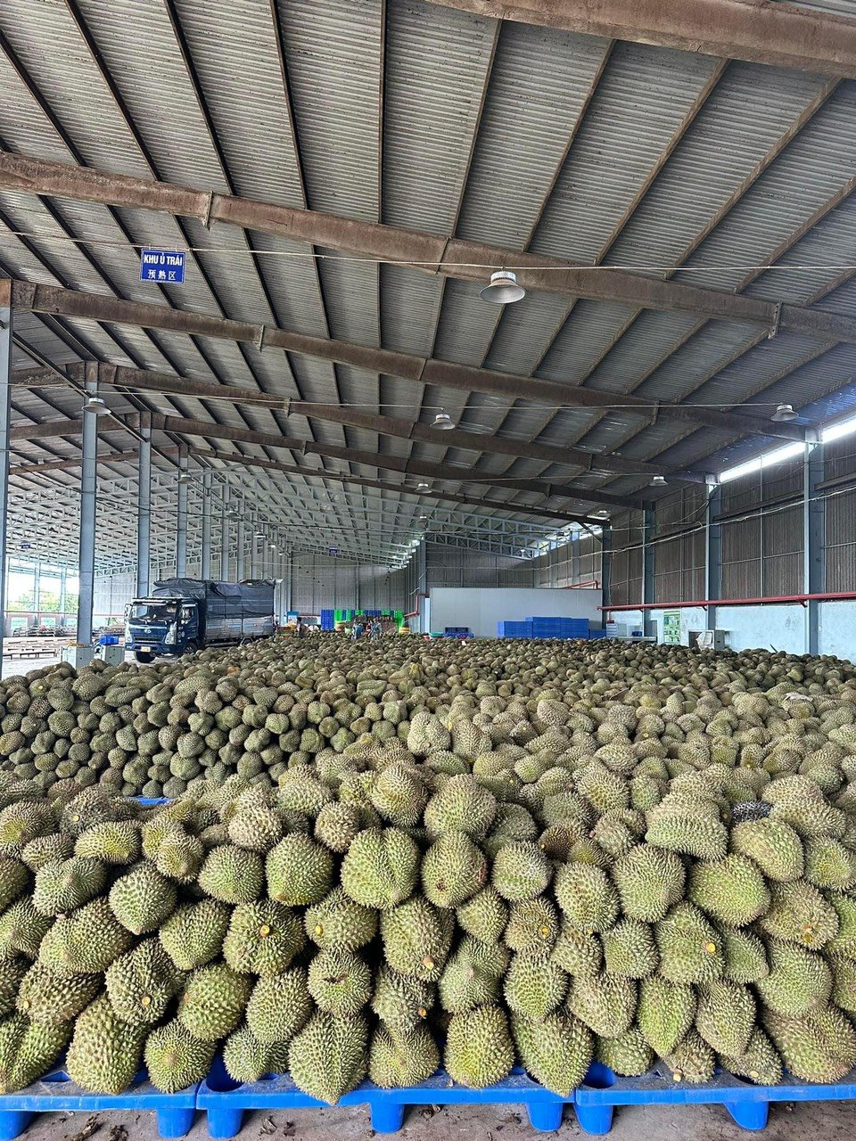 Sầu riêng đông lạnh của Việt Nam có cơ hội lớn về xuất khẩu ra thị trường toàn cầu, vì sao vậy?- Ảnh 3.