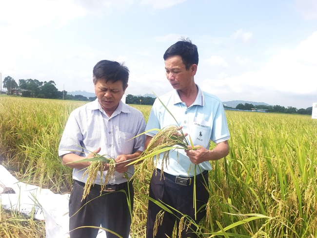 Lúa xuân Ninh Bình vừa được mùa, vừa được giá, chưa gặt thương lái đã hỏi mua- Ảnh 1.