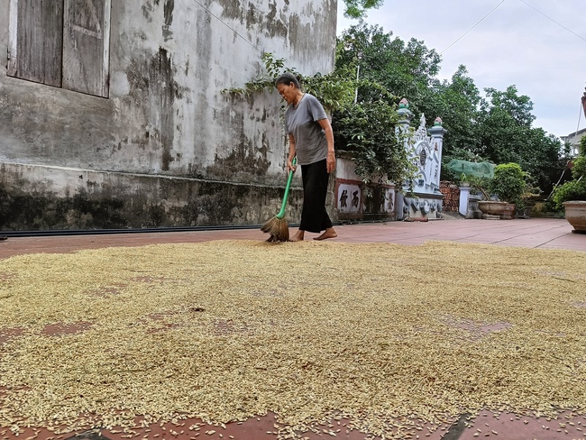 Lúa xuân Ninh Bình vừa được mùa, vừa được giá, chưa gặt thương lái đã hỏi mua- Ảnh 2.