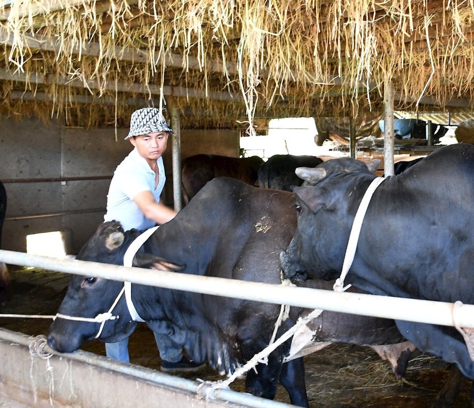 Nông dân Quảng Nam liên kết nuôi bò 3B vỗ béo từ kênh tín dụng tiện lợi là Quỹ Hỗ trợ nông dân- Ảnh 1.
