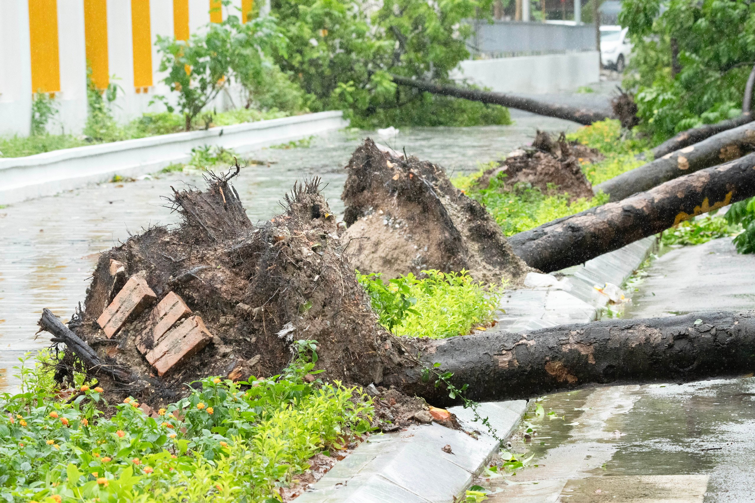 Gần 1,8 vạn cây xanh Hà Nội gục ngã sau siêu bão Yagi: Lỗi do bão hay do người?- Ảnh 1.