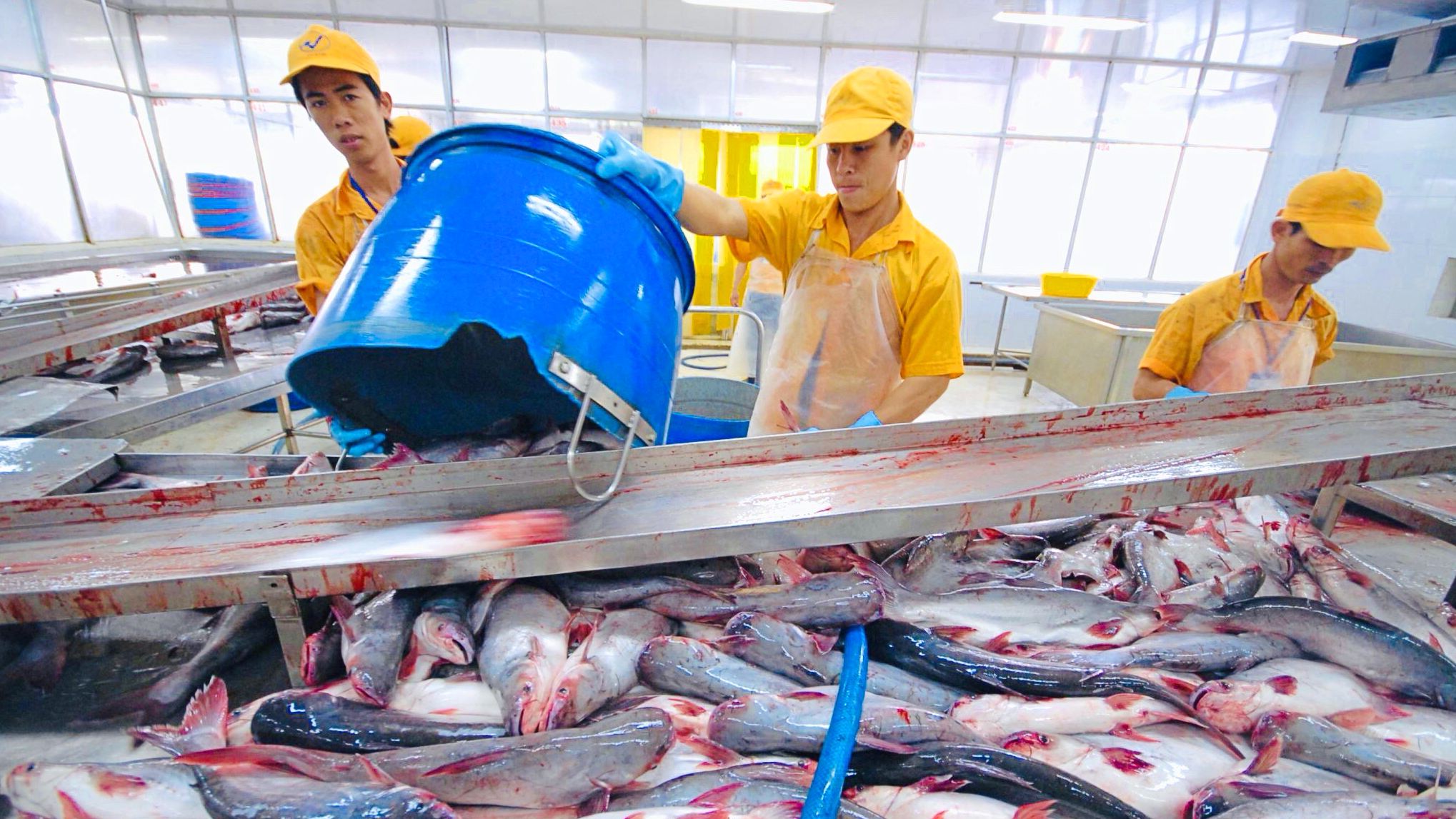tat/Doanh nghiệp thủy sản chủ động ứng biến khi xuất khẩu vào Mỹ  - Ảnh 1.