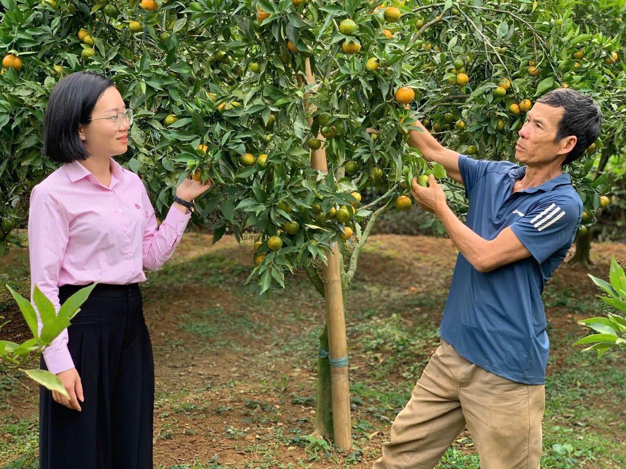Có vốn tín dụng ưu đãi, ông nông dân Lạng Sơn trồng vườn cam đặc sản quả sai trĩu, thương lái tranh nhau mua - Ảnh 2.
