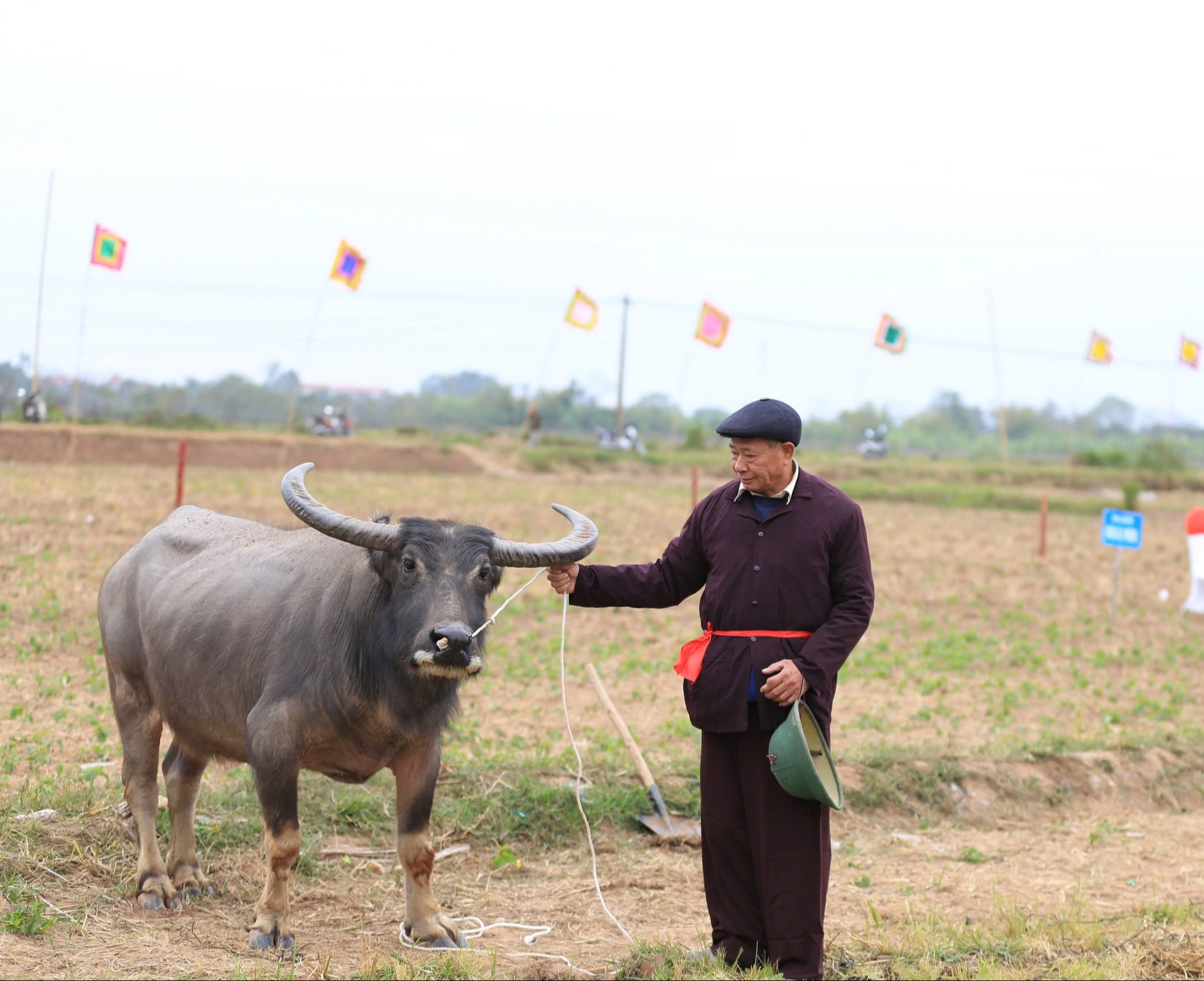 "Lão" trâu hơn 30 tuổi được ví là "báu vật" của lễ hội xuống đồng lớn nhất vùng Đồng bằng Bắc Bộ - Ảnh 2.
