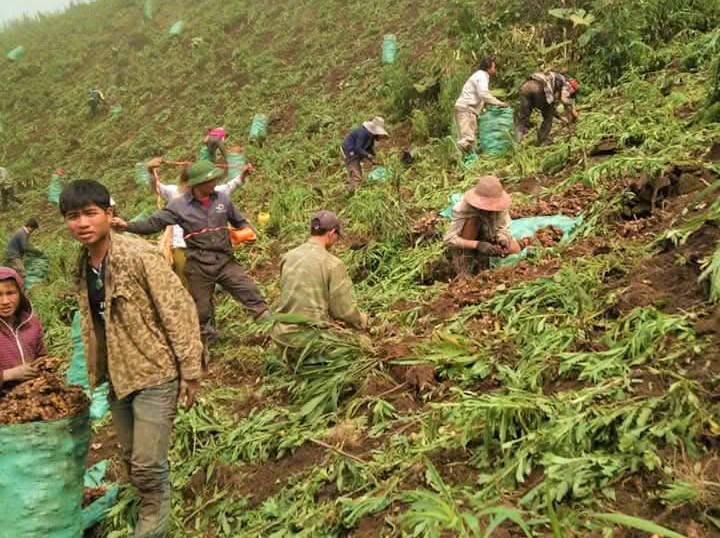 Củ gừng giá thấp chưa từng có, dân nơi này ở Nghệ An vẫn "cố giữ" chờ thời - Ảnh 4.