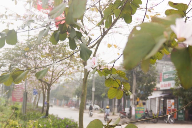 anh: dan lang ngo ngang vi ve dep cua 