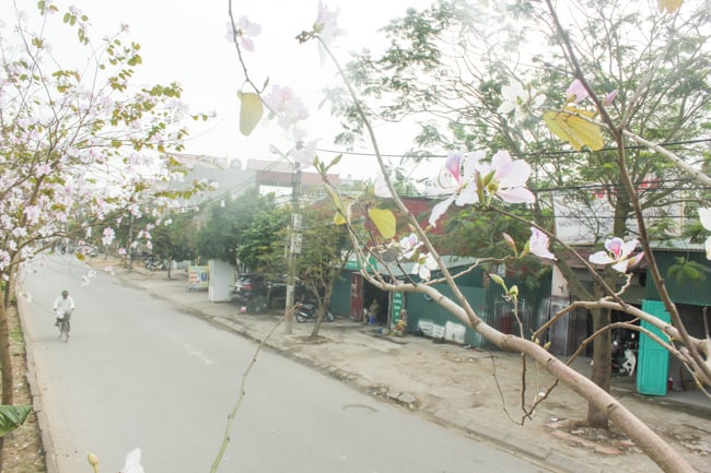 anh: dan lang ngo ngang vi ve dep cua 