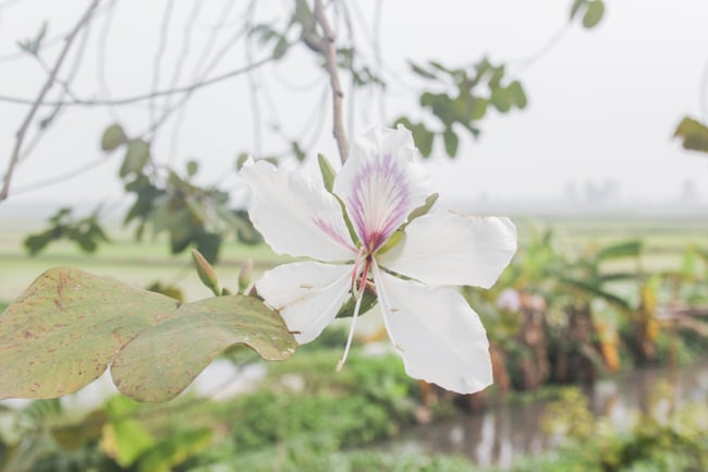 anh: dan lang ngo ngang vi ve dep cua 