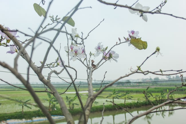 anh: dan lang ngo ngang vi ve dep cua 