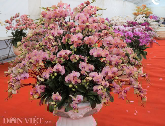 anh: lan ho diep gia hang chuc trieu di may bay tu da lat ra ha noi hinh anh 8
