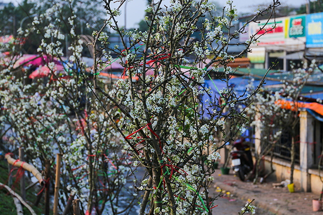 anh: hoa le rung tay bac tien trieu hut nguoi choi sau tet hinh anh 11