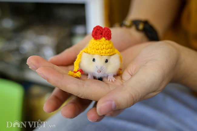 Hình ảnh chuột hamster bất ngờ đắt khách mua dịp Tết Canh Tý