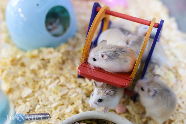Hình ảnh chuột hamster bất ngờ đắt khách mua dịp Tết Canh Tý
