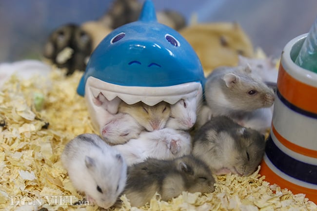 Hình ảnh chuột hamster bất ngờ đắt khách mua dịp Tết Canh Tý