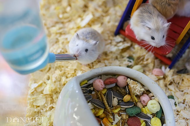 Hình ảnh chuột hamster bất ngờ đắt khách mua dịp Tết Canh Tý