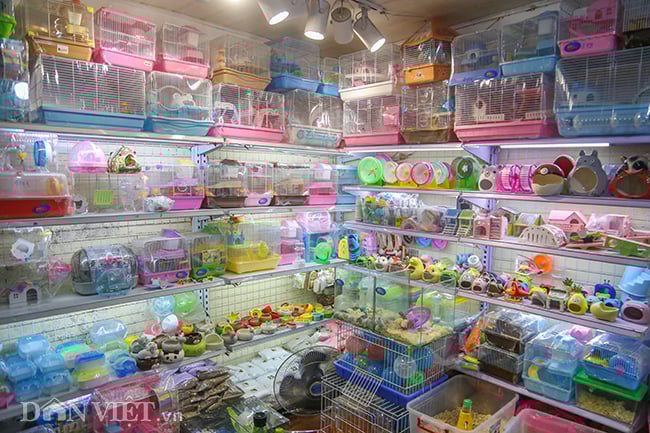 Hình ảnh chuột hamster bất ngờ đắt khách mua dịp Tết Canh Tý