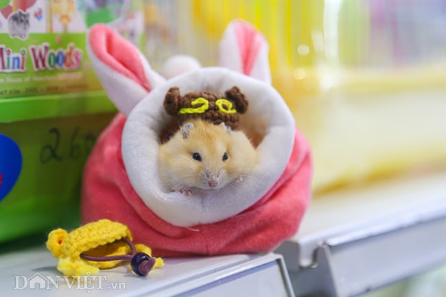 Hình ảnh chuột hamster bất ngờ đắt khách mua dịp Tết Canh Tý