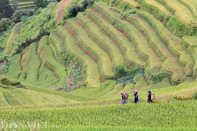 ve dep nao long ruong bac thang vua duoc cong nhan di tich quoc gia hinh anh 8