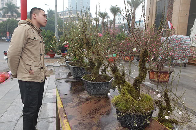 nhat chi mai co sa pa “do bo” ha noi don tet, re nhat cung chuc trieu dong/chau hinh anh 1