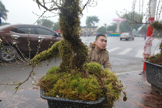nhat chi mai co sa pa “do bo” ha noi don tet, re nhat cung chuc trieu dong/chau hinh anh 3