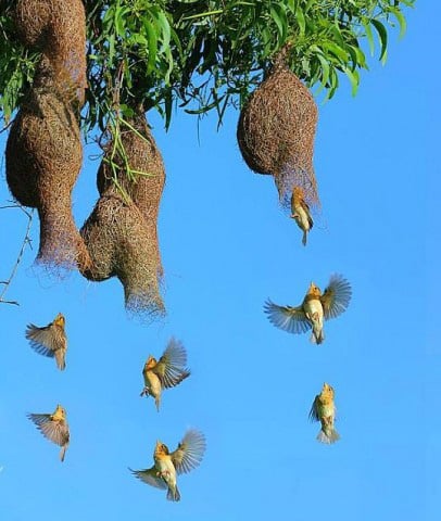 Ngỡ%20ngàng%20trước%20tổ%20chim%20dòng%20dọc%20tưởng%20chỉ%20có%20trong%20mơ%20ở%20miền%20Tây