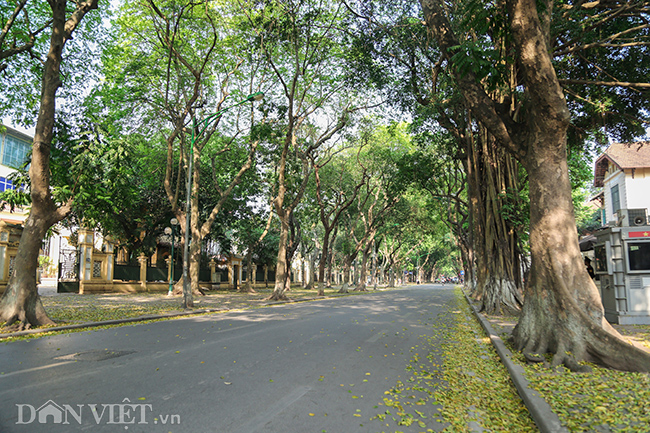 anh: mua la sau nhuom vang tren con duong lang man nhat ha noi hinh anh 1