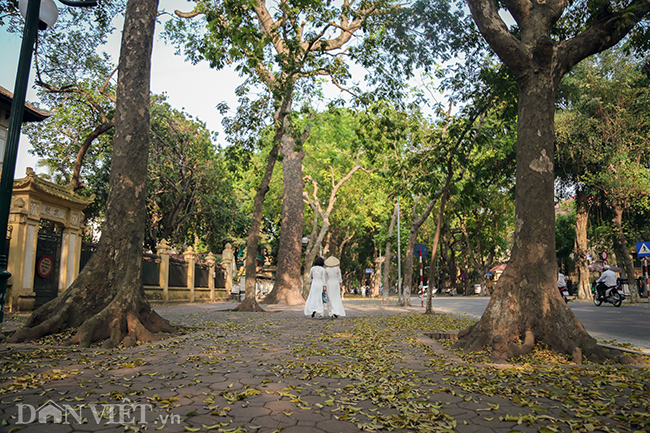 anh: mua la sau nhuom vang tren con duong lang man nhat ha noi hinh anh 12