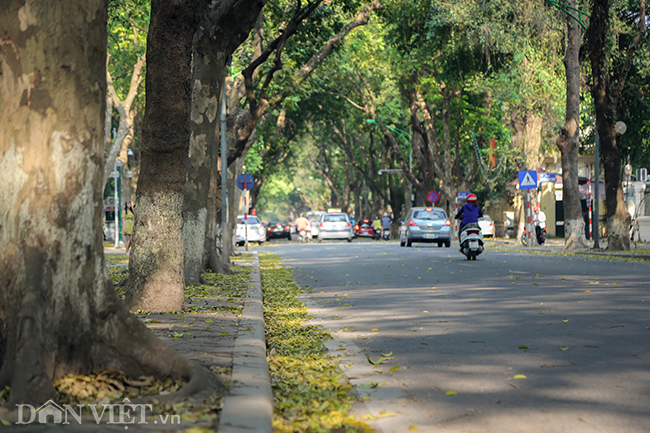 anh: mua la sau nhuom vang tren con duong lang man nhat ha noi hinh anh 3
