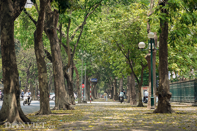 anh: mua la sau nhuom vang tren con duong lang man nhat ha noi hinh anh 2