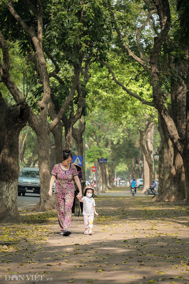 anh: mua la sau nhuom vang tren con duong lang man nhat ha noi hinh anh 4