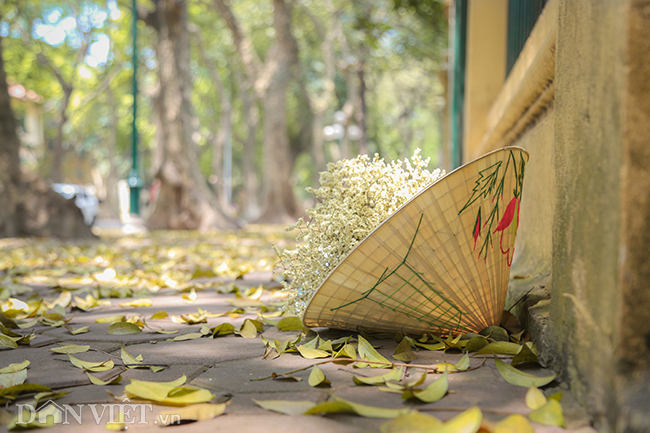 anh: mua la sau nhuom vang tren con duong lang man nhat ha noi hinh anh 8
