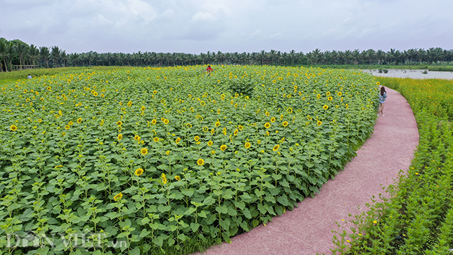 anh: dong hoa huong duong tuyet dep o ngoai thanh ha noi hinh anh 4