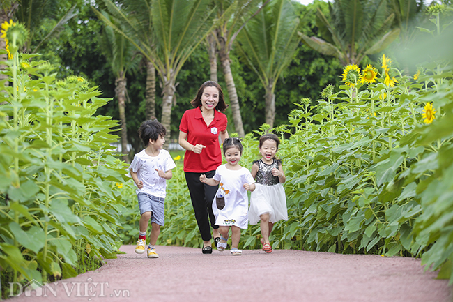 anh: dong hoa huong duong tuyet dep o ngoai thanh ha noi hinh anh 7