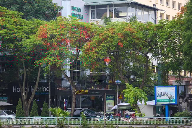 anh: hoa phuong no do ruc thu do bao hieu mua he ve hinh anh 5