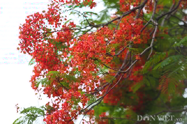 anh: hoa phuong no do ruc thu do bao hieu mua he ve hinh anh 6