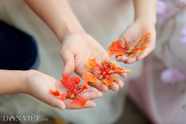 anh: hoa phuong no do ruc thu do bao hieu mua he ve hinh anh 9