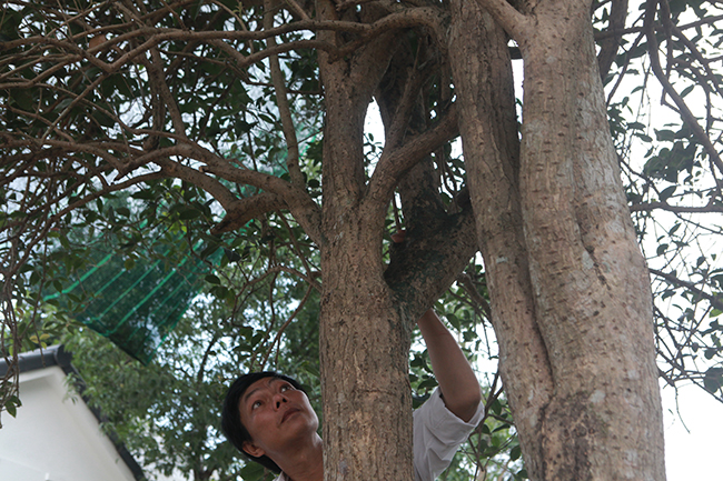 chiem nguong 2 cay moc huong 
