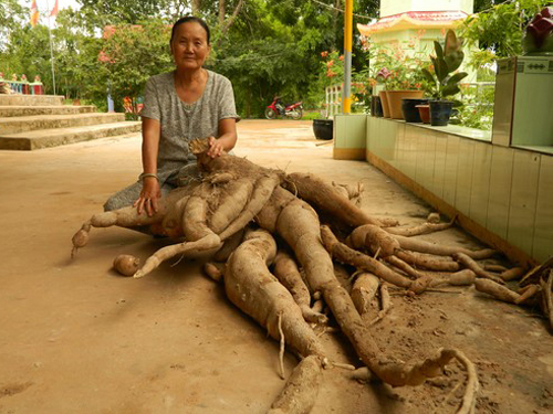 Bụi củ mì nặng 90kg