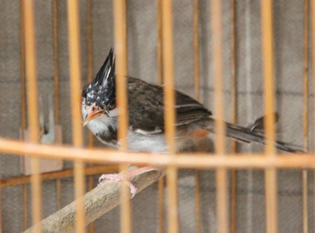  Cặp chân và mỏ màu hồng 