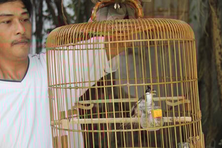 Anh Sến và chú chim độc của mình
